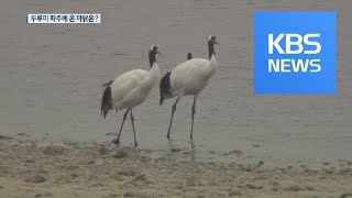 파주로 이사온 두루미…반길 수만은 없는 이유? / KBS뉴스(News)