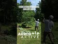 Eastern Redbud pruning with ArborActive