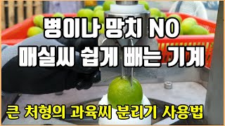 과일씨 쉽게 빼는 방법, 병이나 망치 No, 매실씨쉽게 빼는 기계, 큰 처형의 과육시 분리기 사용법