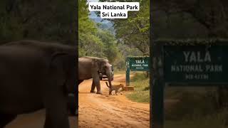 Yala National Park Sri Lanka 2025/02/25 #nature #travel #trending #viralvideo #tourist