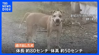 闘犬にも使われるアメリカンピットブルテリアが逃げ出す　現在も発見できず　市・警察が捜索中　茨城・小美玉市　｜TBS NEWS DIG