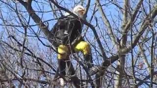 Eagle Man In A Tree At The Philadelphia Eagles Superbowl Parade and Celebration!!!