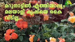 മറുനാട്ടിൽ മലയാളി കൃഷി | സിഡ്നിയിലെ തന്റെ കൃഷിത്തോട്ടം നമുക്ക് വേണ്ടി പരിചയപ്പെടുത്തുകയാണ് ഷോബിൻ