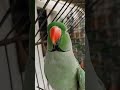 ye Mithu speaking parrot