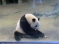 ジャイアントパンダのお食事タイム 2　feeding time of giant pandas 2.