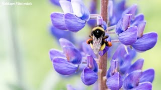 Wildlife Wednesday: World Bee Day