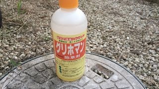 除草剤グリホマン約10倍希釈を散布して雑草の枯れ具合を見てみた