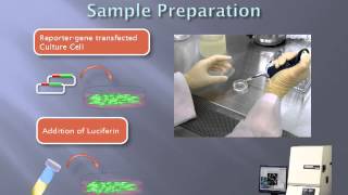 Real time monitoring assay of luminescence in living cells