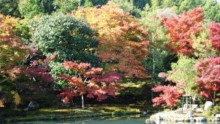 Tenryuji Temple 天龍寺