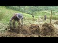 achs.edu vetiver harvesting