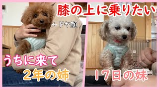 膝の上になかなか乗れない犬