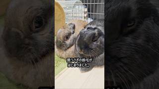 黒うさぎ(^^)　コロコロ派　換毛が始まりました。#うさぎ #rabbit #bunny #換毛期 #コロコロ