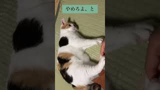 【三毛猫】指先だけのふみふみを披露する猫