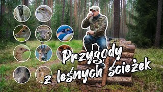 Przygody z leśnych ścieżek | Niezapomniane spotkania z dziką przyrodą | Fotografia Przyrodnicza