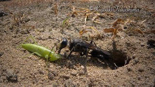 クロアナバチ　獲物を巣穴に引き込む