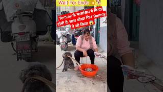 Tommy के मालकिन ने किया टोमी के साथ धोखा फिर टोमी ने जो किया 😱 #tommy #shorts #youtubeshort #dog