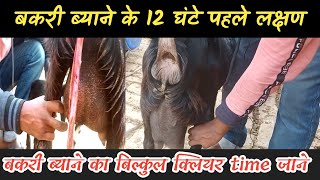 ब्याने से 12 घण्टे पहले बकरी के लक्षण |Byane Ke Pahle Bakri Ke Lakshan |Vimal Umrao