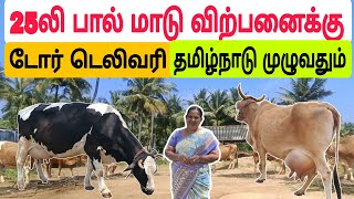 தமிழ்நாட்டில் யாரும் தர முடியாத குறைந்த விலையில் / பால் மாடு விற்பனைக்கு #மாடு #பசுமாடு #cow #hfcow