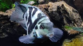 I got a pair of polar blue parrot cichlids 2 years ago.  See how many I have now