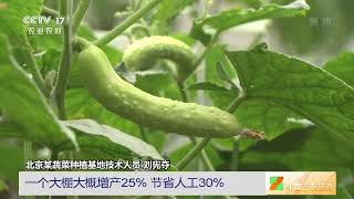 [中国三农报道]北京：科技提升冬春设施蔬菜供应能力|农业致富经 Agriculture And Farming