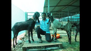 Nidhi Goat Farm Phaltan| Best Beetal Goat Farm In Maharashtra|Nikhil Abhang|Marathi.