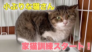 2.5キロ出産経験ありの野良猫さんを保護して6日目の様子【Rescued cat】