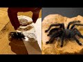 Creepy Stories About Tarantulas