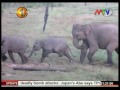 galgamuwa elephants – forced to live on the edge