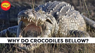 Why do crocodiles bellow? | Fascinating facts #28 | Why Things Happen