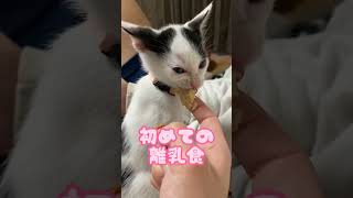 【まめふくの成長記録】初めての離乳食。#shorts #保護猫 #子猫 #猫 #cat #離乳食