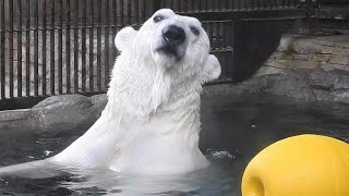 しろくまピース恒例の黄色いブイチェック！とべ動物園にて