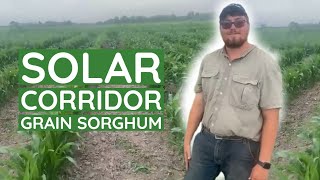 Solar Corridor Grain Sorghum  |  Student, William Lee