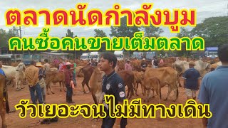 ตลาดนัดโคกระบือ #บ้านเทื่อมอุดรธานี #สำรวจราคาวัว #คนเลี้ยงวัว