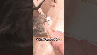 生後410日目 　成猫のごまっちです😸　エキゾチックショートヘア　#shorts #cat #エキゾチック