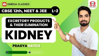 KIDNEY | NEPHRON | EXCRETORY PRODUCTS & THEIR ELIMINATION | CLASS 11 | CBSE, NEET | OMEGA CLASSES