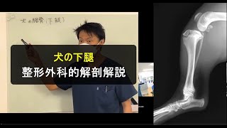 犬の下腿整形外科的解剖解説（18分53秒）