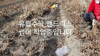 유럽수국 엔드리스썸머 작업중 입니다