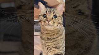 【猫動画】猫たちのために全速力で帰ってきたパパwww #shorts