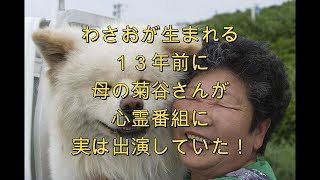 ぶさかわ犬　わさおで有名な菊谷節子さんが27年前の心霊番組に実は出演していた！狸本舗　号外