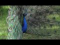 beautiful peacock dance