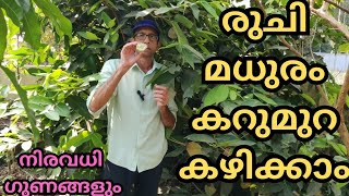 വേനൽ ചൂടിൽ കഴിക്കാൻ പറ്റിയ ക്രിപ്സി ഗ്രീൻ ചാമ്പ#water apple #chamba#fruits#green chamba#plants