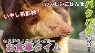 セスジキノボリカンガルーのお食事タイム