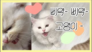 [고양이] 최우식님 삐약삐약을 능가하는 우리집 삐약이들의 매운 울음소리모음집 🐾