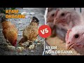 KELEBIHAN AYAM ORGANIK DIBANDING AYAM BIASA