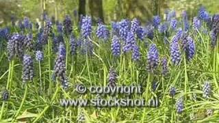 blauwe druifjes - grape hyacinth - muscari botryoides