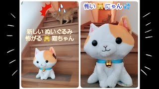 むぎっちゅ☆新しい🐈ぬいぐるみ🙀怖がる💦猫ちゃん☆