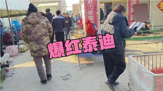 来宠物市场第一件事帮粉丝物色宠物，今天帮湖南昭阳美女淘泰迪。