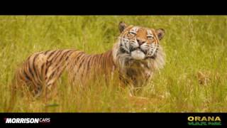 Orana Wildlife Morrison Cars Video HD