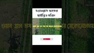 বপনের মাত্র ৬০-৬৫ দিনেই ফল পাবেন যে মরিচ চাষে । এগ্রো-১ সীড