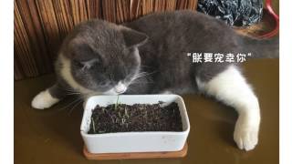 活生生把猫草种成了韭黄，这个猫奴也是没sei了！